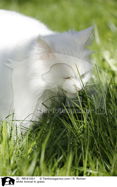 white tomcat in grass / RR-81891
