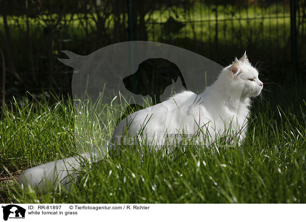 white tomcat in grass / RR-81897