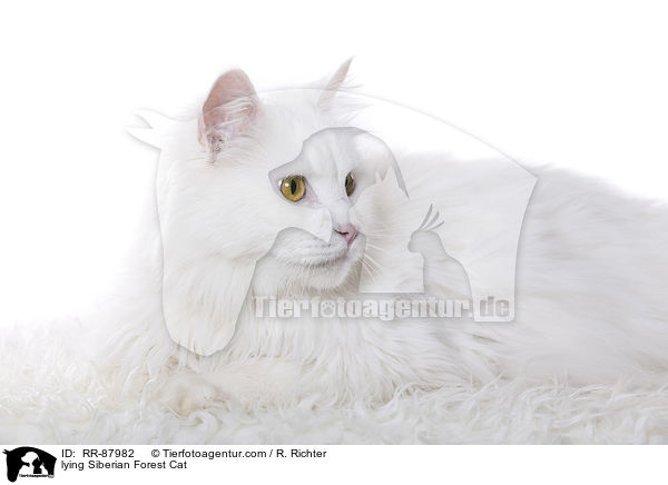 liegende Sibirische Katze / lying Siberian Forest Cat / RR-87982