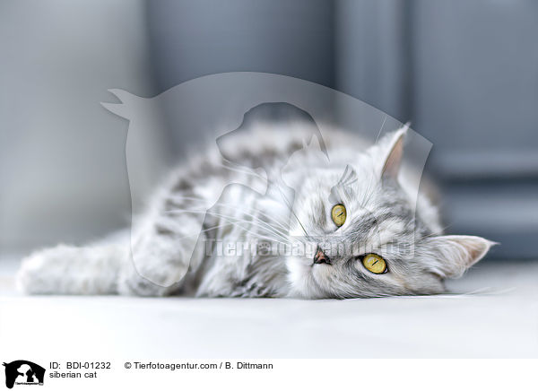 Sibirische Katze / siberian cat / BDI-01232