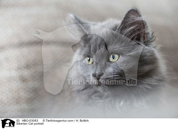 Siberian Cat portrait / HBO-03083