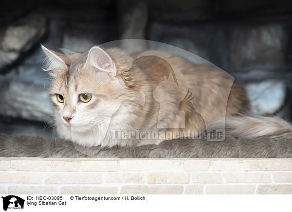 liegende Sibirische Katze / lying Siberian Cat / HBO-03095