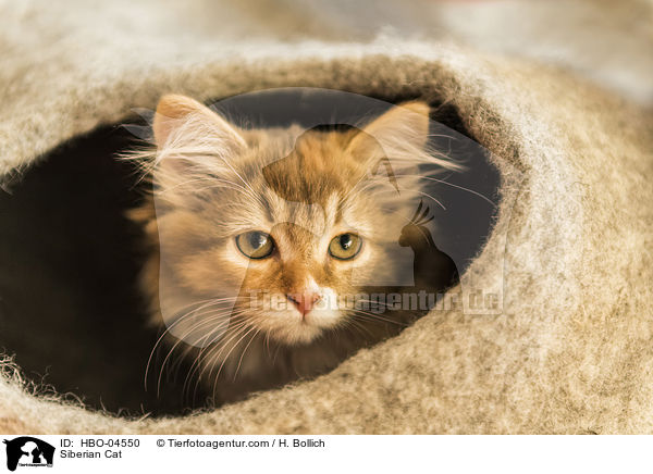 Sibirische Katze / Siberian Cat / HBO-04550