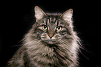 Siberian Cat