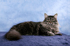 Siberian Cat