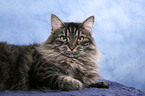 Siberian Cat