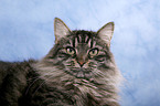 Siberian Cat