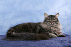 Siberian Cat