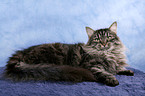 Siberian Cat