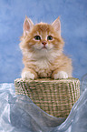 Siberian Cat Kitten