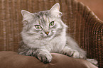 Siberian Cat