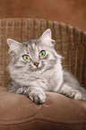 Siberian Cat