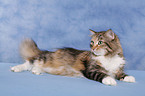 Siberian Cat