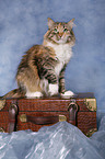 sitting Siberian Cat