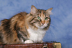 Siberian Cat