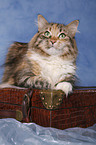 Siberian Cat