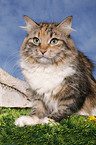 Siberian Cat