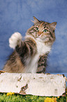 Siberian Cat