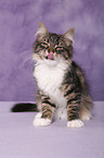 sitting Siberian Cat