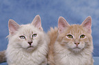 Siberian Forest Cat