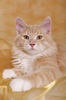 Siberian Forest Cat