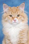 Siberian Forest Cat Portrait