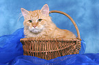 Siberian Forest Cat in basket