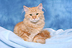 sitting Siberian Forest Cat