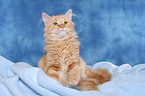 sitting Siberian Forest Cat