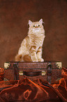 Siberian Forest Cat sitting on case