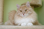 Siberian Cat