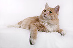 lying Siberian Cat