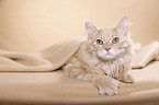 young Siberian tomcat