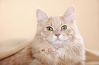 young Siberian tomcat