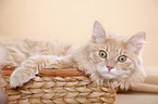 young Siberian tomcat