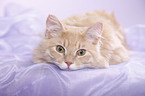 young Siberian tomcat