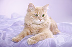 young Siberian tomcat