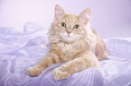 young Siberian tomcat