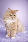 young Siberian tomcat