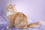 young Siberian tomcat