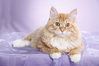 young Siberian tomcat