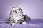 Siberian Cat