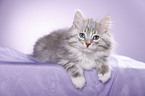 Siberian kitten