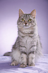 Siberian Cat