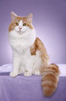 Siberian Cat