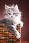 Siberian kitten