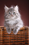 Siberian kitten