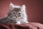 Siberian kitten