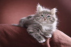 Siberian kitten