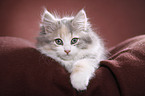 Siberian kitten